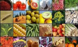 خرید توافقی ۴۰ هزار تن محصولات کشاورزی در لرستان