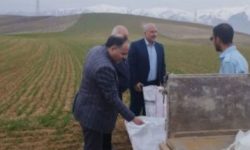 پرداخت ۱۰ میلیارد به مجریان طرح جهش تولید در دیمزارهای لرستان