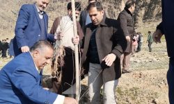 کاشت ۵۰۰ هزار اصله نهال در لرستان