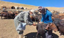 آغاز واکسیناسیون دام های لرستان علیه طاعون نشخوار کنندگان