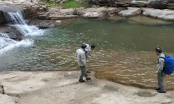 تشدید برنامه های حفاظتی در زیستگاه های سمندر لرستانی