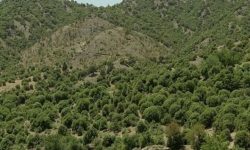 پیگیری ویژه استاندار لرستان برای حفاظت از درختان بلوط چگنی
