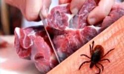 تاکنون موردی از بیماری «تب کریمه کنگو» در لرستان مشاهده نشده است
