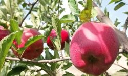صادرات سیب لرستان به روسیه،ترکمنستان و حاشیۀ خلیج فارس
