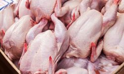 آغاز صادرات گوشت مرغ لرستان به عراق
