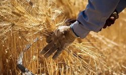 آمادگی ۳۵ مرکز خرید تضمینی گندم و کلزا در لرستان
