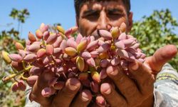 کشت پسته در ۱۸۵ هکتار از اراضی رومشکان