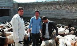 ۲۰ هزار راس دام با استفاده از هورمون ترابی، آبستن می‌شوند