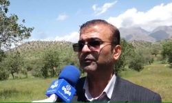 شناسایی ۲ هزار هکتار کانون بحرانی آفت بلوط در لرستان