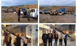 امدادرسانی به ۲۰ خانوار عشایر گرفتار در بارندگی های اخیر لرستان