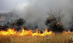 شناسایی ۱۳۰ نفر از عوامل حریق در مزارع لرستان