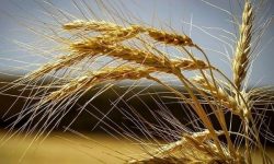 خرید ۱۶۵ هزار تن محصول گندم از کشاورزان لرستانی