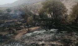 شناسایی ۴ نفر از عوامل آتش سوزی در جنگل‌های لرستان