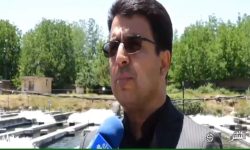 ۱۰۰ تن ماهی سالمون سالانه از لرستان صادر می‌شود