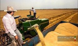 خرید بیش از ۲۱۹ هزار تن گندم از کشاورزان لرستانی