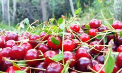 برداشت ۷۴۰۰ تُن گیلاس و آلبالو در بروجرد
