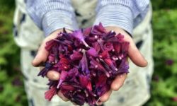 لرستان پایتخت گیاهان دارویی می‌شود