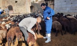 واکسیناسیون بیش از ۳ میلیون رأس دام سبک علیه طاعون