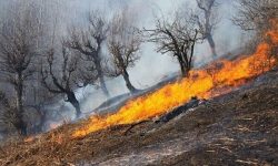 شناسایی ۵ عامل آتش‌سوزی مزارع در ازنا