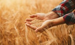 پرداخت ۱۰ هزار میلیارد ریال از مطالبات گندمکاران لرستانی