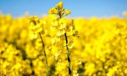 افزایش سطح زیر کشت محصول کلزا در لرستان به ۳۵۰۰ هکتار