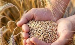 خرید ۲۸۰ هزار تن گندم از کشاورزان لرستانی