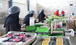 کارآفرینی با طعم لواشک و رب میوه در لرستان
