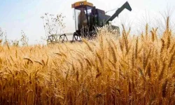 بیش از ۵هزار میلیارد تومان مطالبات گندمکاران لرستانی روی میز دولت چهاردهم!