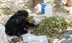 سارقان دسترنج
