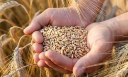 پرداخت بیش از ۲۴۰۰ میلیارد تومان از مطالبات گندمکاران لرستانی