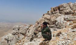 سرشماری تابستانه حیات وحش در لرستان آغاز شد