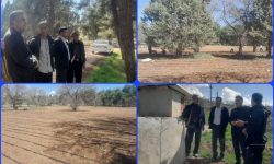 کاشت یک میلیون اصله درخت در نهالستان «شوراب»