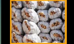 کشف بیش از ۵۰۰ تن سیب زمینی احتکار شده در سلسله