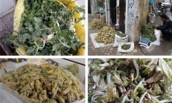 برخورد قانونی با برداشت گیاهان دارویی و خوراکی در لرستان