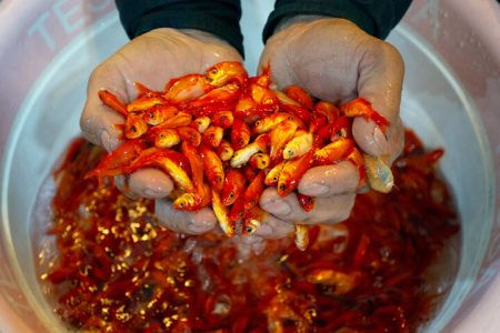 توصیه‌های فرمانده یگان حفاظت محیط‌زیست در مورد رهاسازی ماهی قرمز