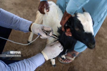 واکسیناسیون ۵۶ میلیون رأس دام در لرستان
