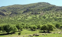 عرصه‌های طبیعی در لرستان پایش می‌شوند