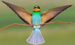 دستگیری عاملان مرگ پرندگان زنبورخوار در پلدختر