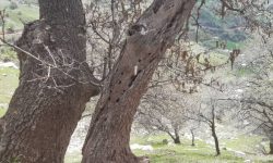 طغیان آفات برگ خوار بلوط در جنگل های لرستان