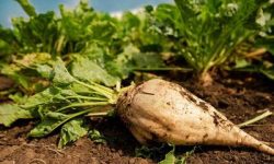 اختصاص سه هزار هکتار زمین به کشت چغندرقند در سلسله