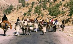 ۱۱ هزار و ۲۰۰ خانوار عشایری لرستان کوچ رو هستند