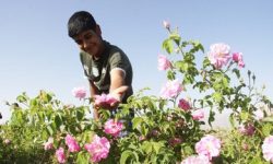 برداشت گل محمدی از گلستان های بروجرد