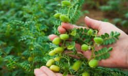 رتبه اول لرستان در تولید نخود کشور