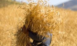 آغاز خرید تضمینی گندم در لرستان