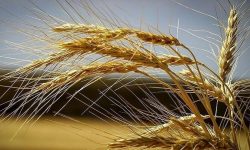 آمادگی برای خرید گندم و کلزا کشاورزان لرستانی