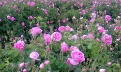 پیش بینی برداشت ۳۰ تن گل محمدی از باغات بیرانشهر