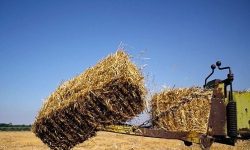 توزیع ۳ هزار تن علوفه دامی در لرستان
