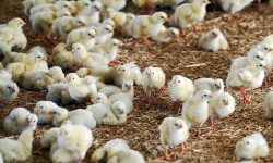 جوجه ریزی بیش از چهار میلیون قطعه ای مرغداری ها در لرستان