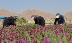 برخورد قاطعانه با خاطیان کشت‌ ممنوعه در کوهدشت