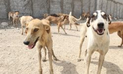 نگرانی مردم از جولان سگ های ولگرد/شهرداری پیگیری کند